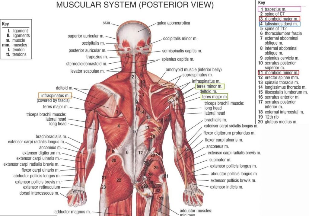 Muscle Masterclass Lats Sebastian Fitness Solutions