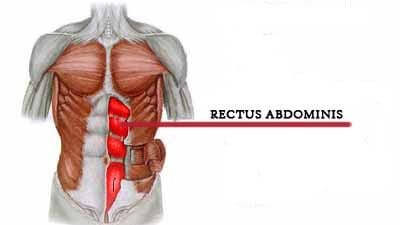 Rectus Abdominis | Spot Reduction: Possible or Myth?